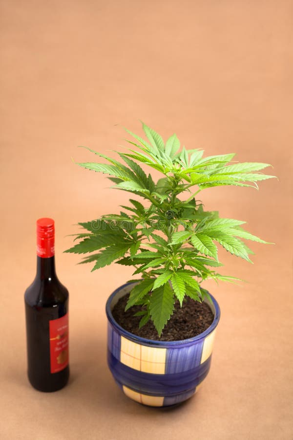 Конопля в спирте как задерживают за выращивание марихуаны