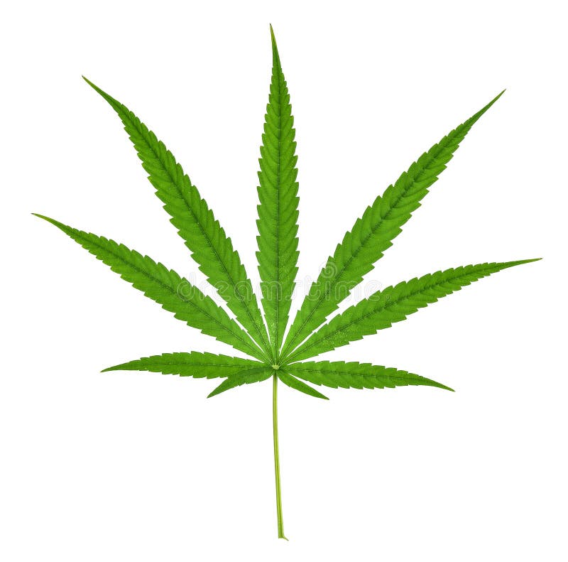 Лист конопли изображение ответственность за продажу марихуаны
