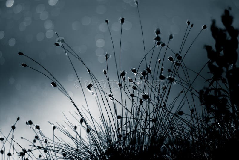 Конспект, monochrome отражение cottongrass в поверхности пруда болота в голубых тонах Естественная флора заболоченных мест стоковые изображения Конспект, monochrome отражение cottongrass в поверхности пруда болота в голубых тонах Естественная флора заболоченных мест стоковые изображения