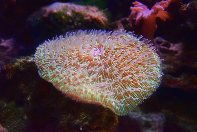 Кораллы Fungiidae motile и самые красивые большие-polyped каменистые кораллы стоковое фото