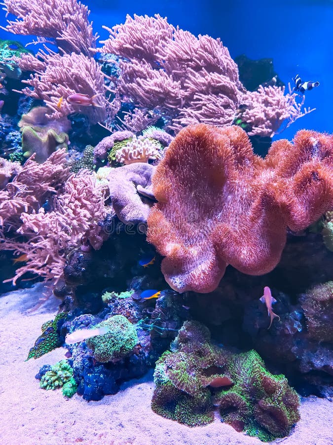 коралловый риф и рыб в море. подводная жизнь стоковая фотография