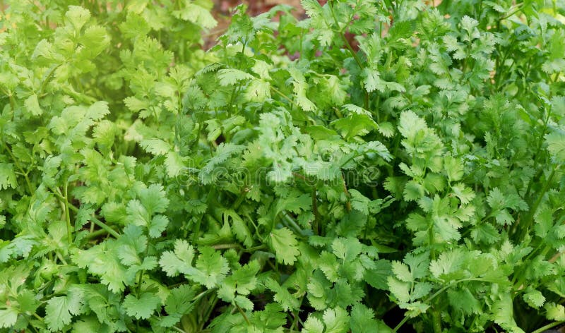 Кориандр/Cilantro серии травы стоковые изображения rf Кориандр/Cilantro серии травы стоковые изображения rf