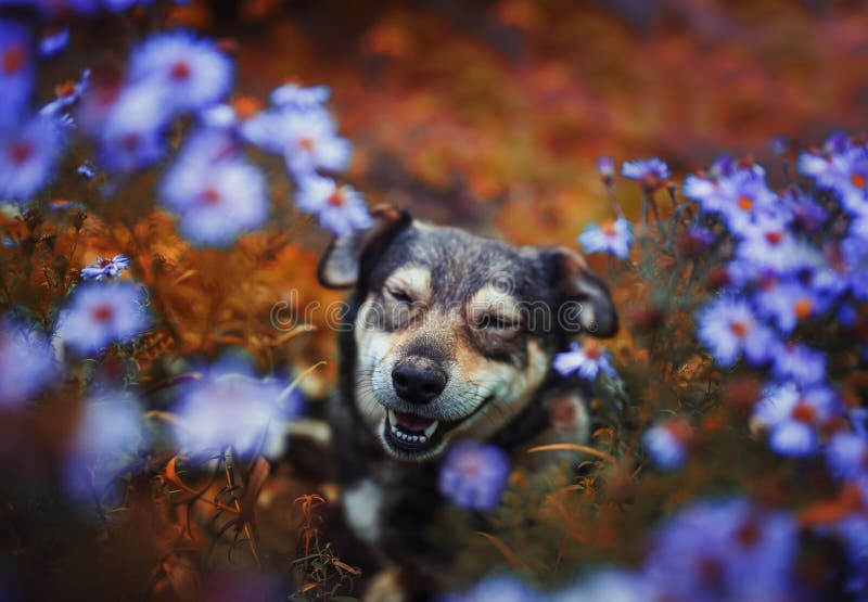 Portrait of a brown cute dog sitting and peeking out from behind a Bush of lilac flowers in a Sunny garden and quite closing his eyes. Portrait of a brown cute dog sitting and peeking out from behind a Bush of lilac flowers in a Sunny garden and quite closing his eyes