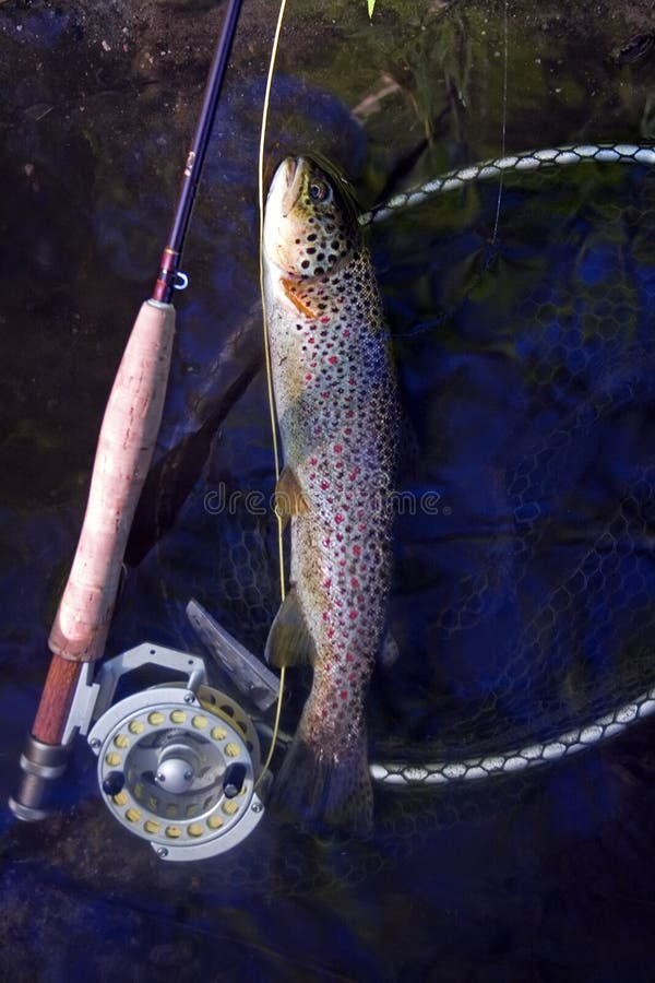 Brown trout cought in early poland spring on fly. Brown trout cought in early poland spring on fly