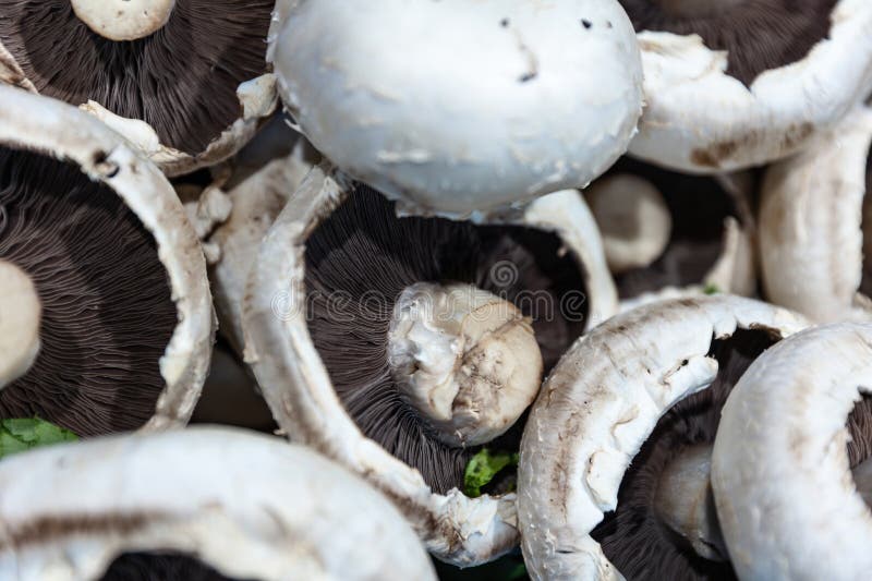 Close up of fresh, white mushrooms with brown gills at a local famers market. Close up of fresh, white mushrooms with brown gills at a local famers market.