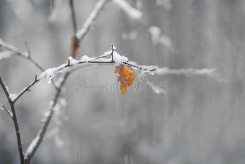 Коричневый и оранжевый лист на берёзовом дереве в снегопад осеннего дня