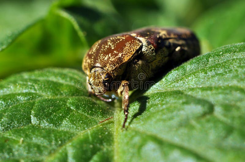 Большой коричневый жук, изолят на белой предпосылке, Cicadidae ...