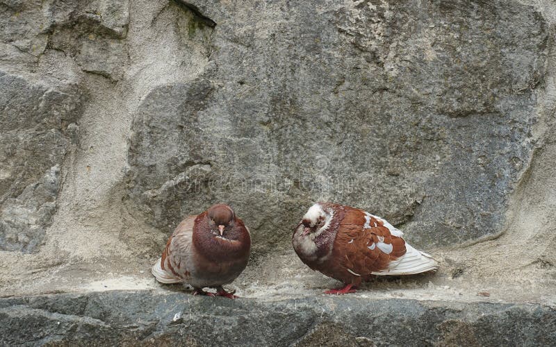 Brown morph rock pigeons sitting on rocky wall. Brown morph rock pigeons sitting on rocky wall