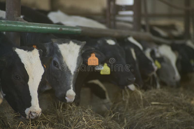 Detail of Cows in the herd in a farm. Detail of Cows in the herd in a farm