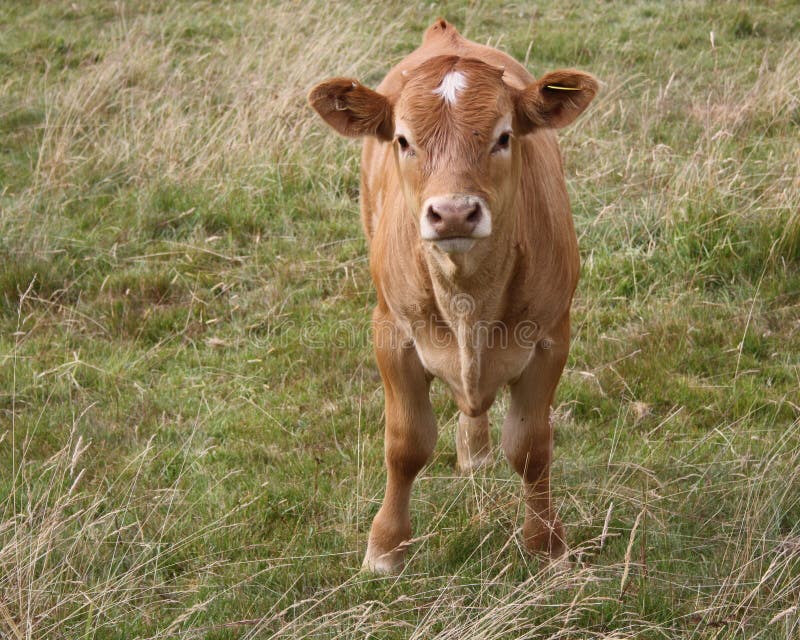 Close up cow grazing in a field with other cows behind. Close up cow grazing in a field with other cows behind