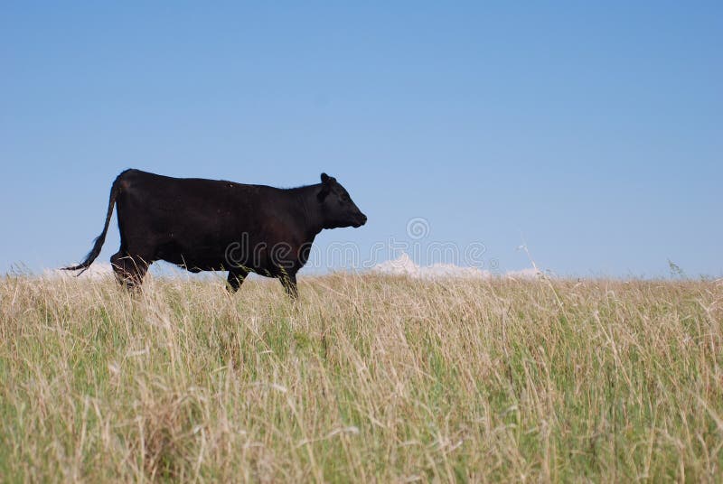 корова angus черная стоковые изображения rf корова angus черная стоковые изображения rf