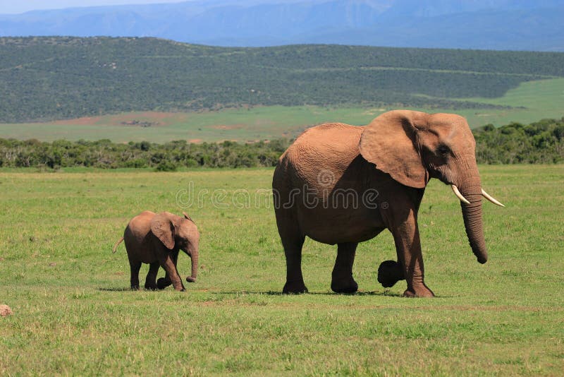 African Elephant Cow and Calf walking across the African Savanah. African Elephant Cow and Calf walking across the African Savanah