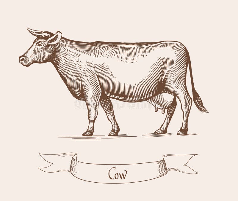 Cow. Vector illustration in Vintage engraving style. Can be used as grunge label or sticker image. Isolated. Cow. Vector illustration in Vintage engraving style. Can be used as grunge label or sticker image. Isolated