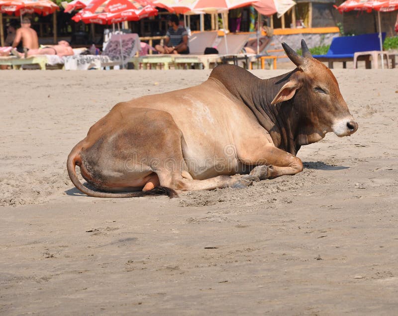 Корова Индия Goa