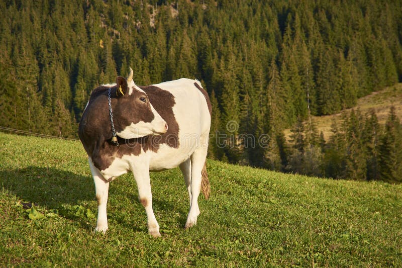 cow on the pasture in the mountain. cow on the pasture in the mountain