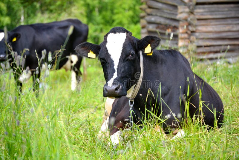 Корова на поле стоковое фото. изображение насчитывающей лежать - 57082716