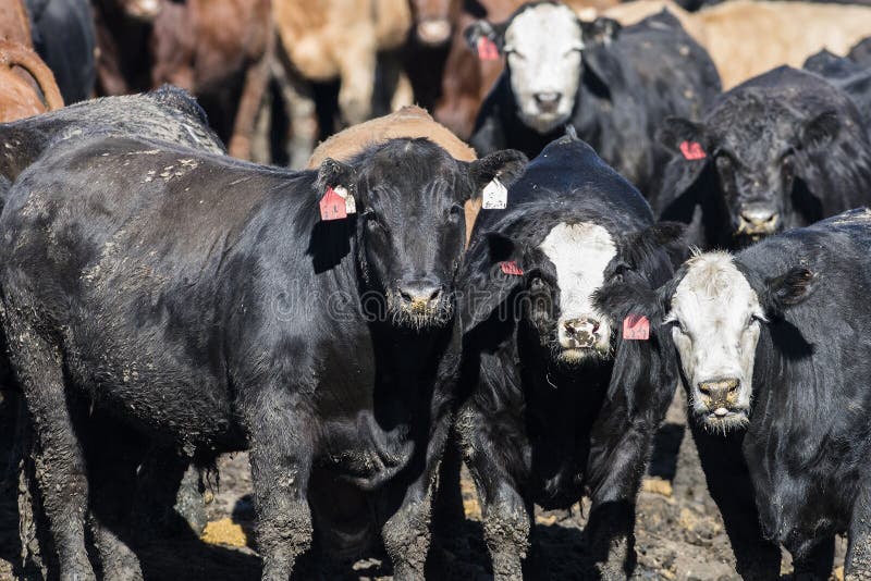 Коровы Feedlot в навозе и грязи стоковые фото Коровы Feedlot в навозе и грязи стоковые фото