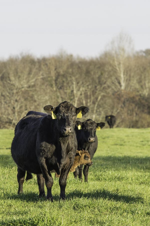 Two Angus cows and a calf in green rye grass pasture in February - vertical format. Two Angus cows and a calf in green rye grass pasture in February - vertical format