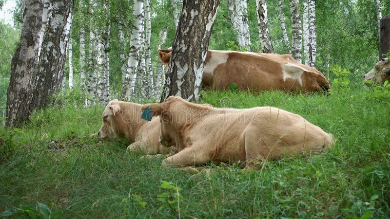 Коровы лежа на зеленой траве в лесе березы