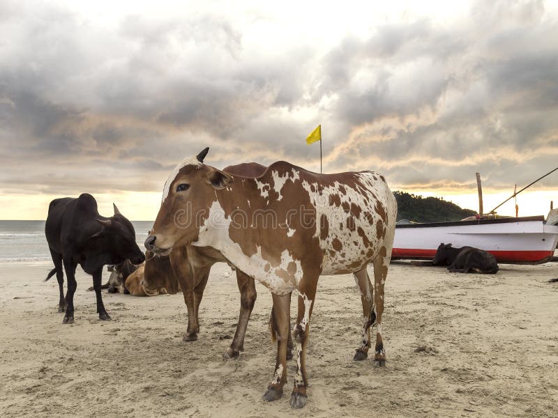 Коровы на пляже на заходе солнца, GOA в Индии стоковая фотография Коровы на пляже на заходе солнца, GOA в Индии стоковая фотография