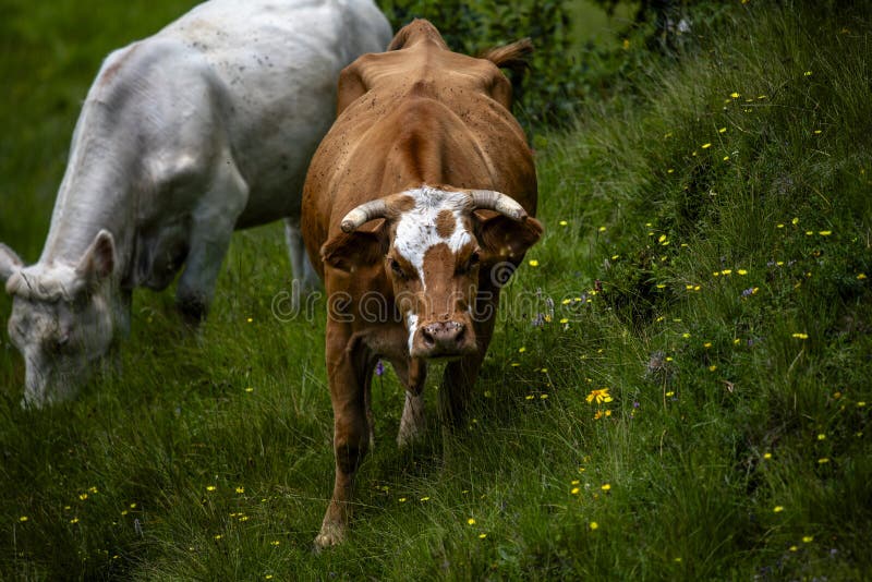 grazing cows close up of grazing cow in the Venetian Alps in Recoaro in the Piccolo Vicentine Dolomites Vicenza Veneto Italy. grazing cows close up of grazing cow in the Venetian Alps in Recoaro in the Piccolo Vicentine Dolomites Vicenza Veneto Italy