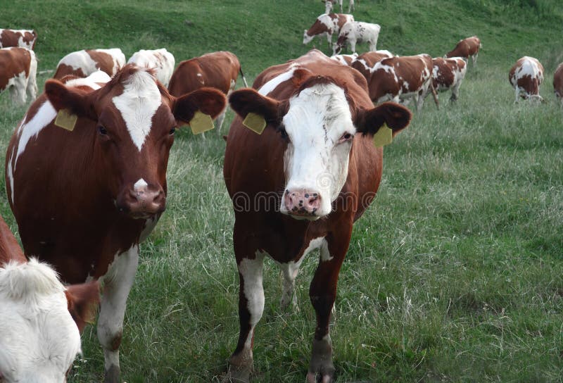 2 cows looking at me, background cow, picture of a cow, farm or ranch, agriculture. 2 cows looking at me, background cow, picture of a cow, farm or ranch, agriculture