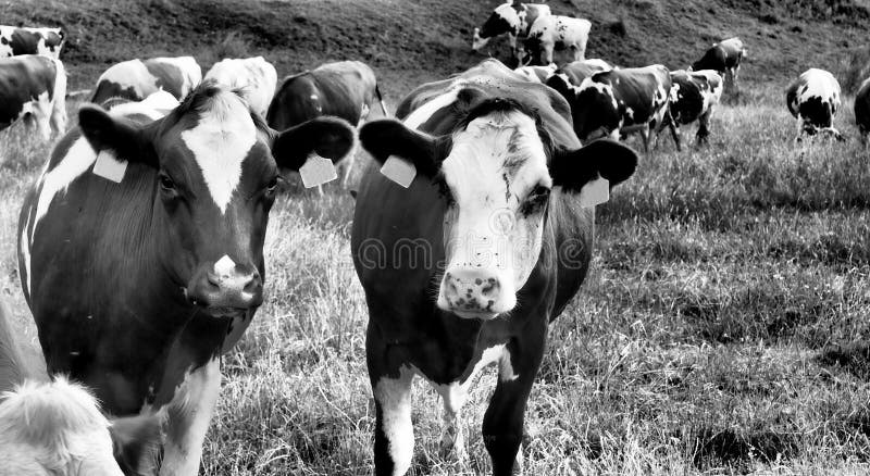 2 cows looking at me, background cow, picture of a cow, farm or ranch, agriculture, dramatic tone, black and white photo. 2 cows looking at me, background cow, picture of a cow, farm or ranch, agriculture, dramatic tone, black and white photo