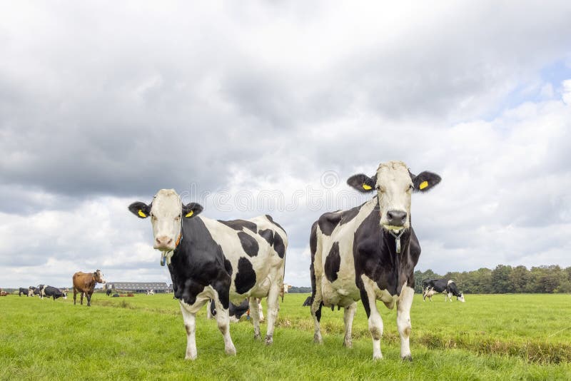 2 cows, standing in a pasture, two black and white in a green field, cloudy overcast sky and horizon over land. 2 cows, standing in a pasture, two black and white in a green field, cloudy overcast sky and horizon over land