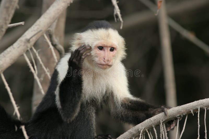 Коста capuchin смотрела на белизну rica стоковое изображение rf