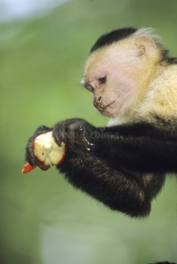 Коста capuchin смотрела на белизну rica обезьяны стоковые фотографии rf