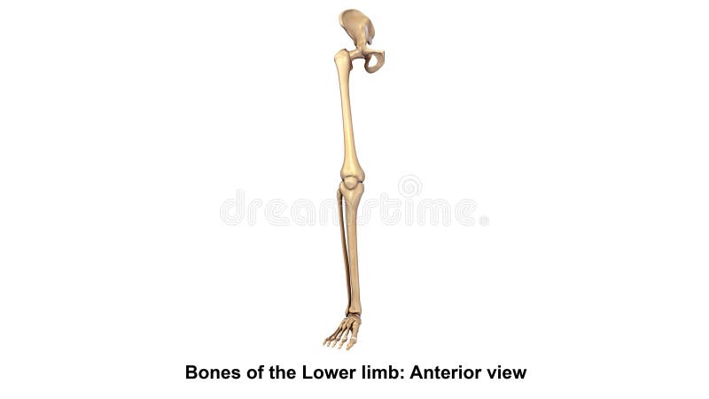 Косточки взгляда более низкого лимба anterior стоковые фото Косточки взгляда более низкого лимба anterior стоковые фото