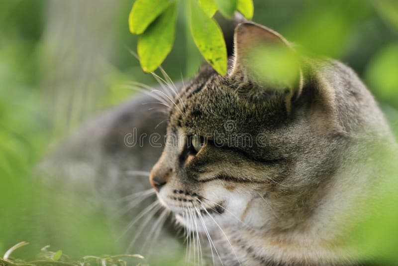 кот стоковые изображения кот стоковые изображения