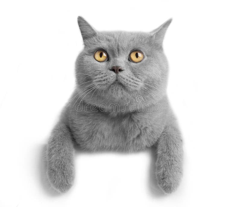 кот кот