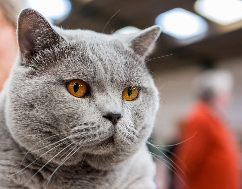 Кот British Shorthair стоковые фотографии rf Кот British Shorthair стоковые фотографии rf
