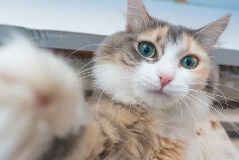 Кот Selfie дома стоковое фото rf Кот Selfie дома стоковое фото rf
