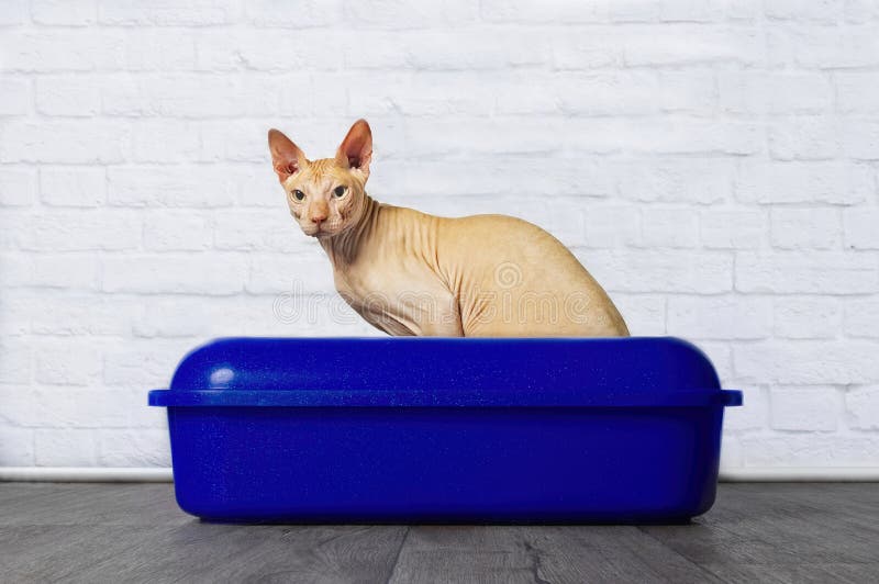 Кот Sphynx сидя в голубых litterbox и взгляде к камере стоковая фотография rf Кот Sphynx сидя в голубых litterbox и взгляде к камере стоковая фотография rf