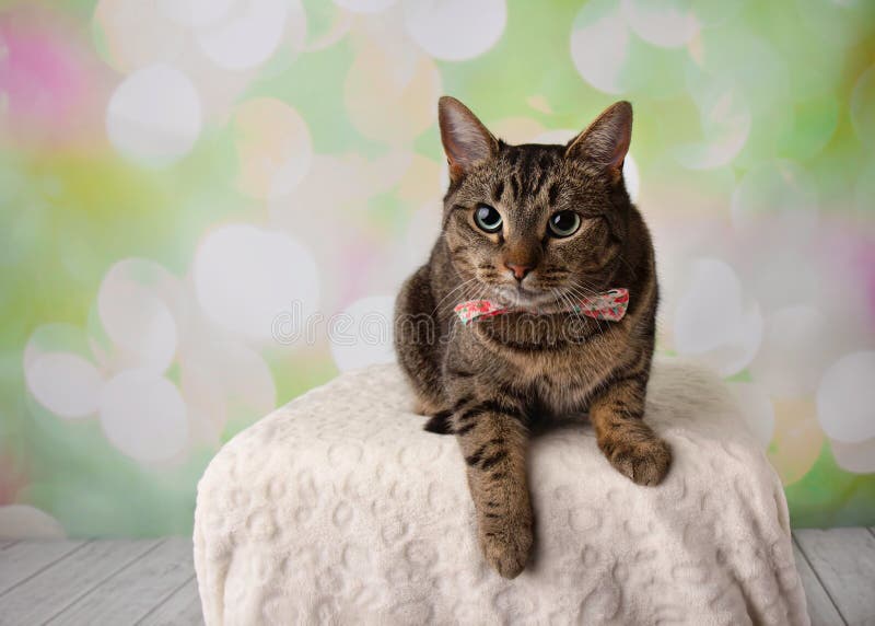 Кот Tabby с зелеными глазами лежа вниз нося цветок Bowtie стоковая фотография Кот Tabby с зелеными глазами лежа вниз нося цветок Bowtie стоковая фотография