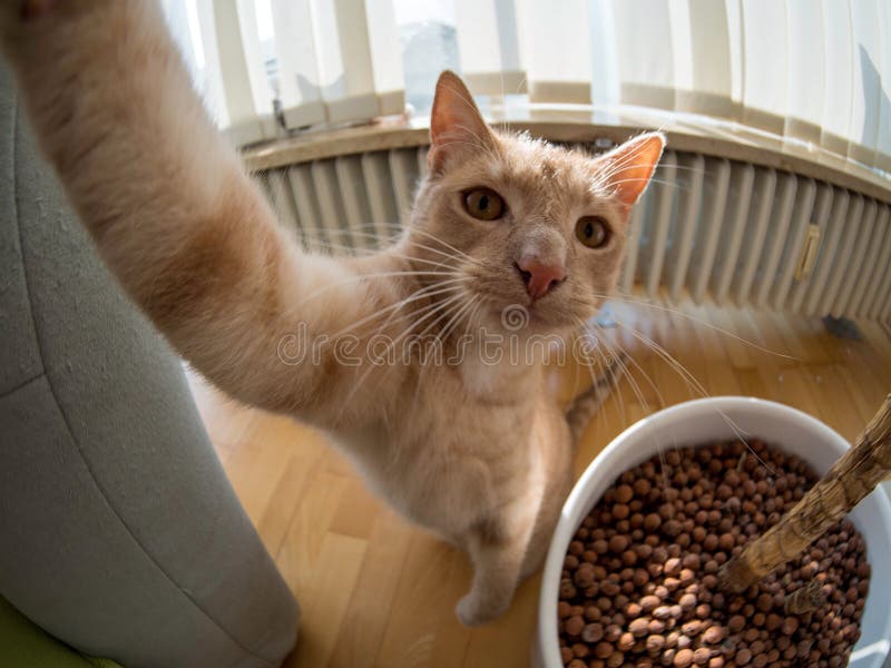 Кот Брайна makling selfie стоковые изображения rf Кот Брайна makling selfie стоковые изображения rf