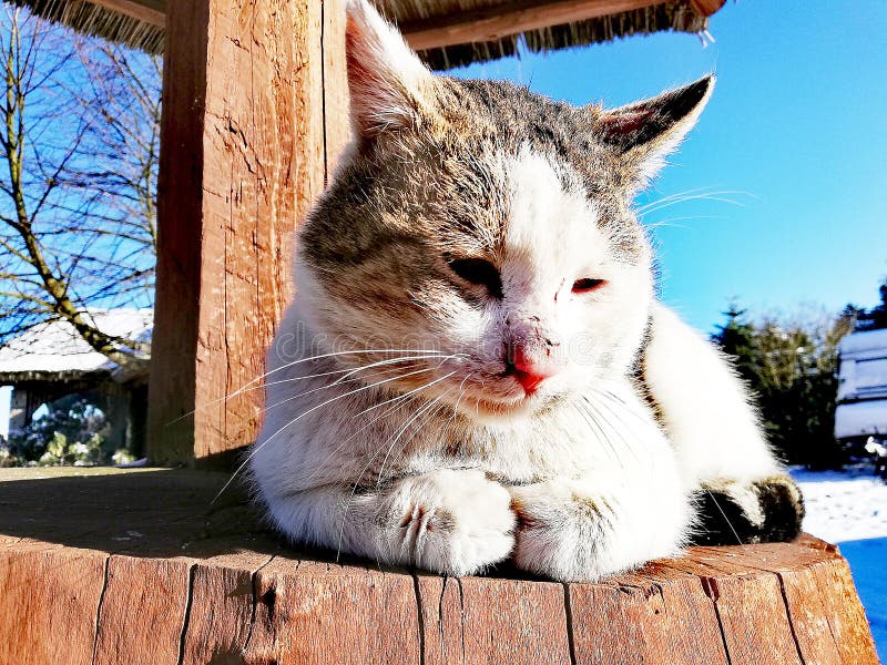 Кот греется в солнце на весенний день Стоковое Фото - изображение ...