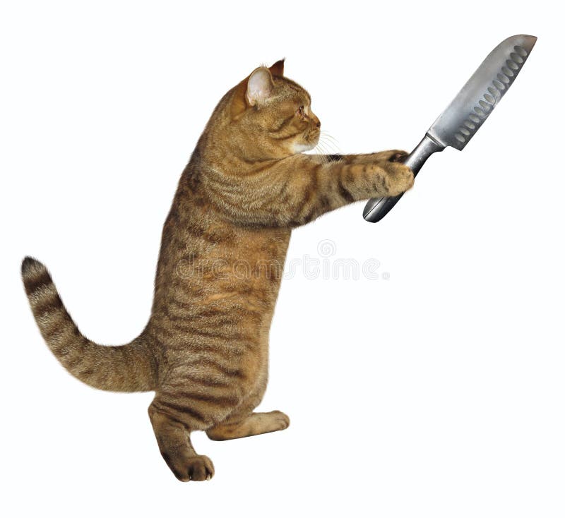 The cat holds a big butcher knife. White background. The cat holds a big butcher knife. White background.