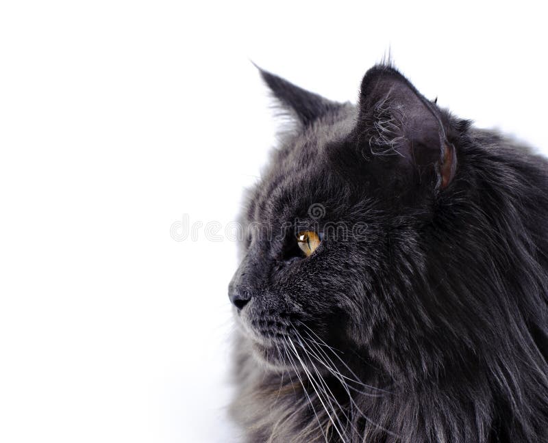 Black Maine Coon cat portrait at white background. Black Maine Coon cat portrait at white background