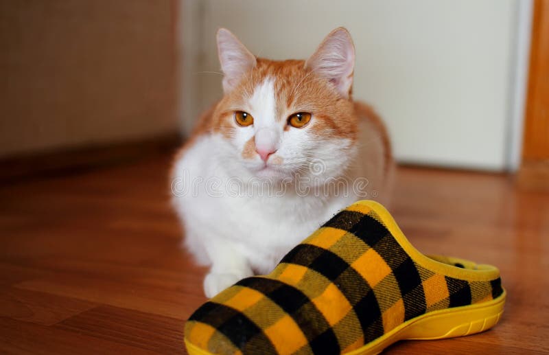 Red cat sitting on the floor and protects sneakers. Red cat sitting on the floor and protects sneakers