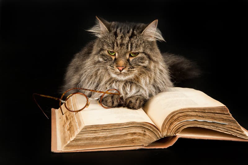 Кот, книга и стекла стоковые изображения rf Кот, книга и стекла стоковые изображения rf