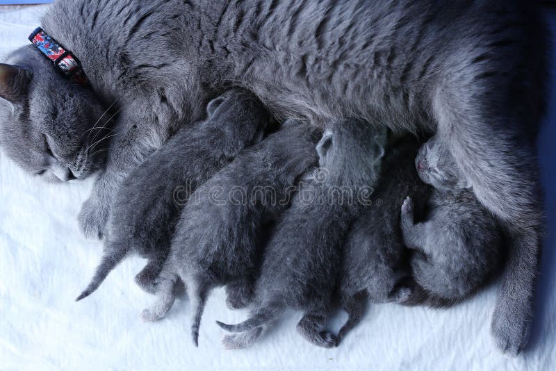Кот кормить ее котят новорожденного, белую предпосылку стоковые изображения Кот кормить ее котят новорожденного, белую предпосылку стоковые изображения