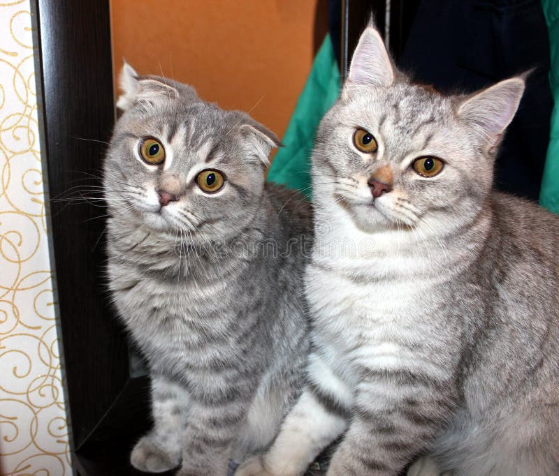 кот, коты, любимцы, шотландская створка, шотландское прямое стоковое изображение rf кот, коты, любимцы, шотландская створка, шотландское прямое стоковое изображение rf