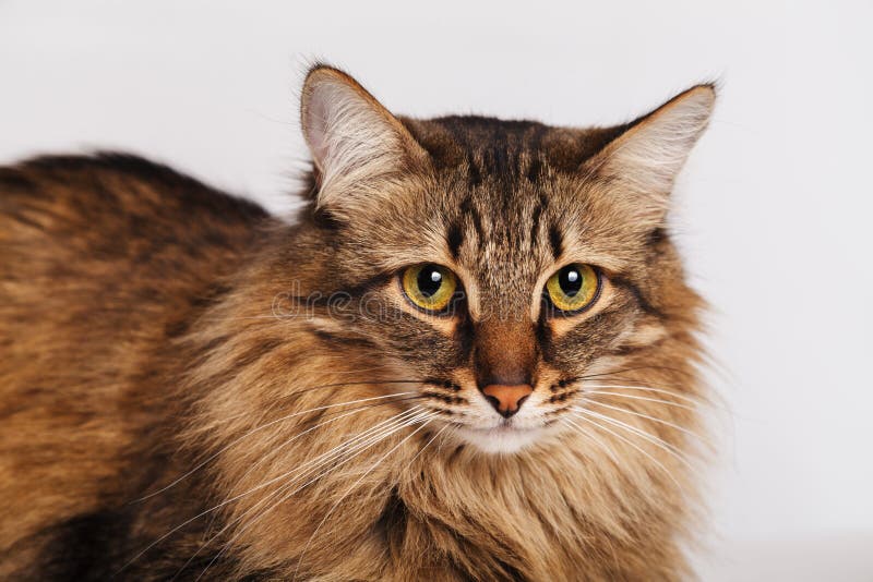 Кот Tabby лежа и наслаждаясь быть очищенным и расчесанным Расчесывать