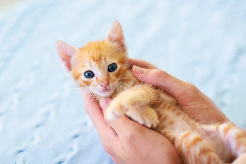 Кот младенца Котенок имбиря играя дома стоковое фото Кот младенца Котенок имбиря играя дома стоковое фото