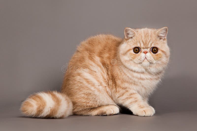 Кот на сером коте домашнего животного предпосылки персидском стоковая фотография rf Кот на сером коте домашнего животного предпосылки персидском стоковая фотография rf