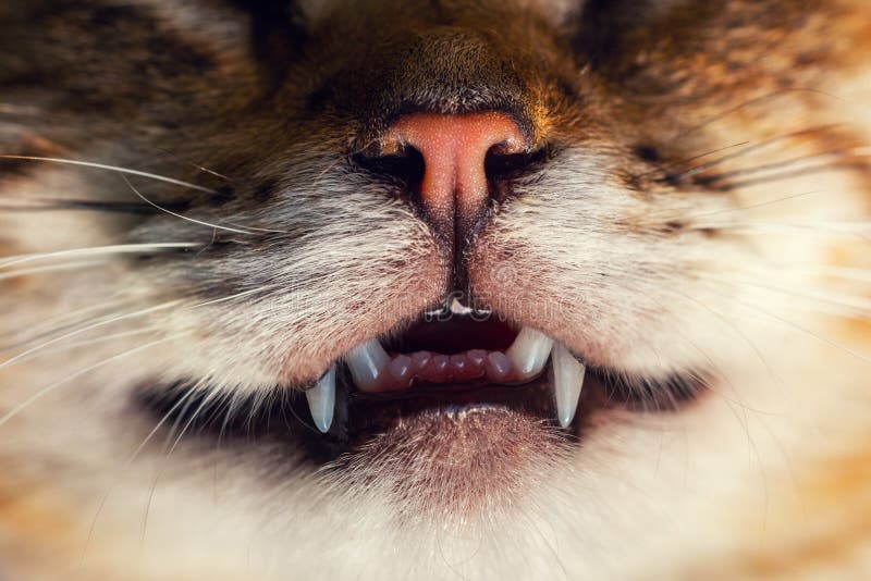 Macro portrait of cat, nose and teeth. Macro portrait of cat, nose and teeth