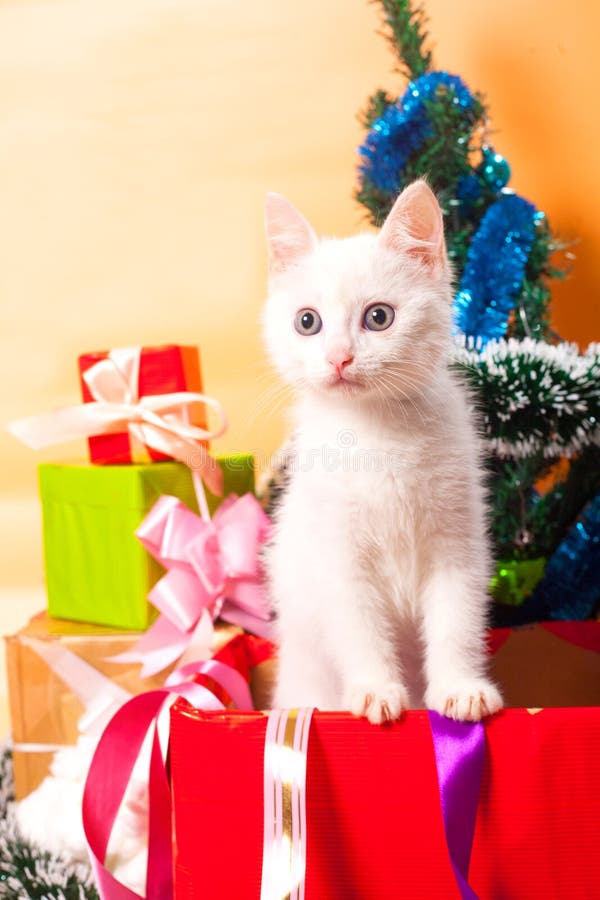 Кот рождества в красной шляпе ` s santa около рождественской елки стоковая фотография rf Кот рождества в красной шляпе ` s santa около рождественской елки стоковая фотография rf
